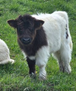 mini highland cow for sale