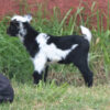 mini goats as pets