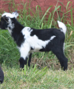 mini goats as pets