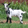mini fainting goats