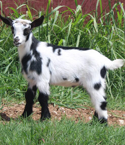 mini fainting goats