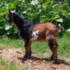 mini alpine goats​