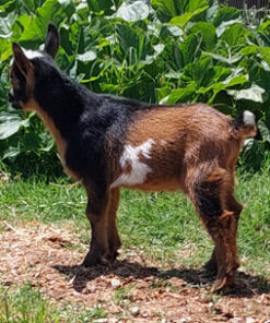 mini alpine goats​