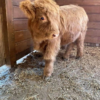 mini highland cow lifespan
