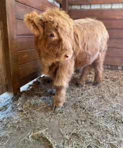 mini highland cow lifespan