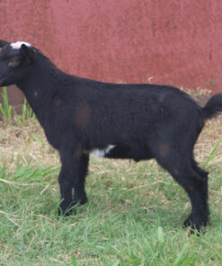 mini goats​