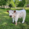 mini highlander cow