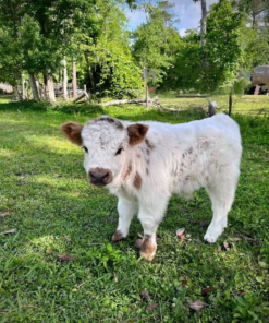 mini highlander cow