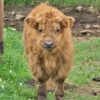mini highland cow