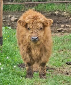 mini highland cow