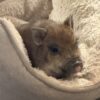 mini pigs in a blanket​
