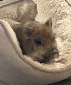 mini pigs in a blanket​