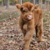mini cow highland