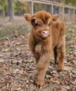 mini cow highland