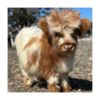 are mini highland cows real​