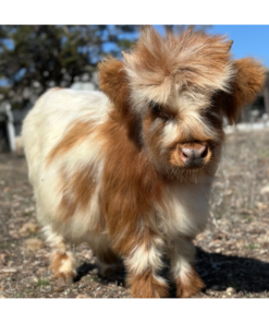 are mini highland cows real​