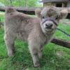 highland cow miniature