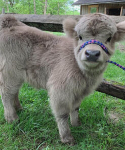 highland cow miniature