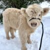 miniature highland cow