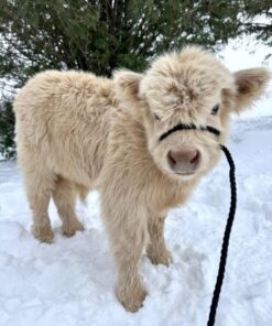 miniature highland cow