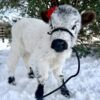 highland cow mini​