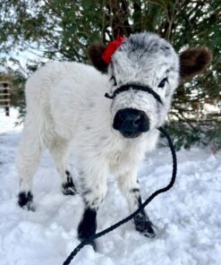 highland cow mini​