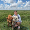 miniature highland cow pet​