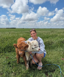 miniature highland cow pet​