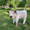 mini highland cows for sale​