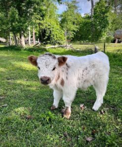 mini highland cows for sale​