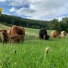 miniature highland cow