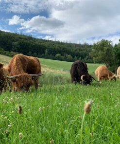 miniature highland cow