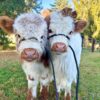 mini highland cows​