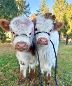 mini highland cows​