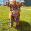 micro mini highland cow