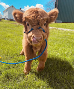 micro mini highland cow