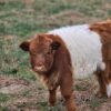 highland mini cow