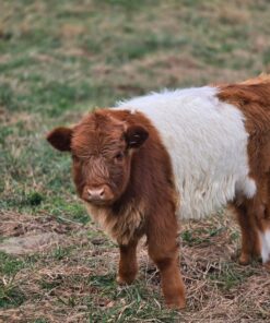 highland mini cow