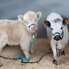 miniature highland cows