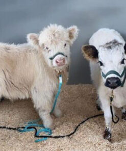 miniature highland cows