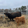 highland miniature cow