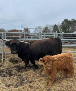 highland miniature cow