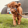 highland mini cow for sale