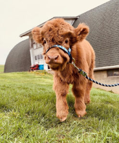 highland mini cow for sale