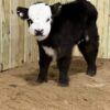 mini scotland highland cow