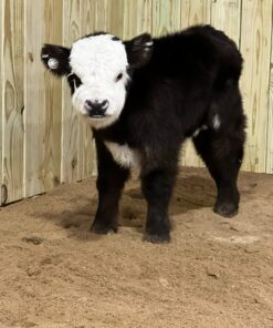 mini scotland highland cow