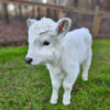 miniature highland cow price