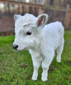 miniature highland cow price