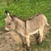 mini donkey​