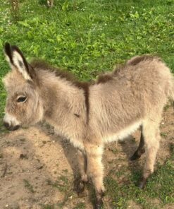 mini donkey​